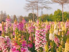 -顺峰山公园