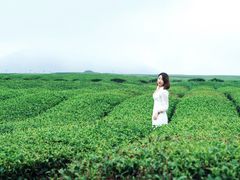 -雪绿茶博物馆
