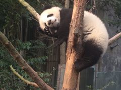 -成都大熊猫繁育研究基地