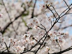 -高东镇樱花园