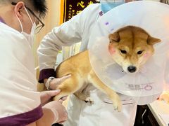 -宠爱国际动物医院·消化内科·心肾内科·ISFM猫友好(望京店)