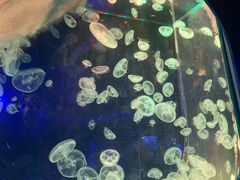 -芜湖新华联大白鲸海洋公园