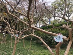 -嘉定紫藤园