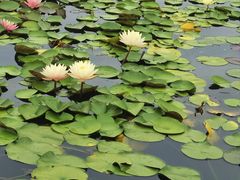 -莲花池公园