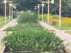 -洛阳市隋唐城遗址植物园
