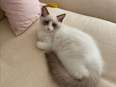 -翊宠yipet猫狗购宠庄园犬舍•猫舍