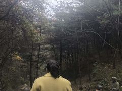 -王顺山国家森林公园