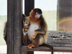 -大连森林动物园