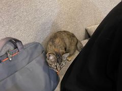 -宠爱国际动物医院·消化内科·心肾内科·ISFM猫友好(望京店)