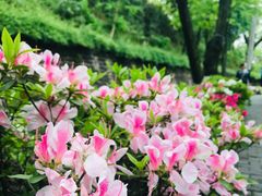 -重庆平顶山公园