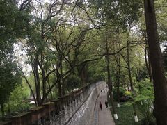 -桂湖森林公园