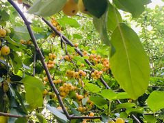 -大兴滨河森林公园