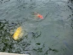 鱼塘-三亚亚龙湾雅高铂尔曼别墅度假酒店