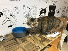 -小时光咖啡馆(开森度假森林店)