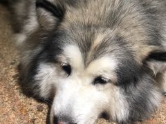 -more than meow吴止猫主题餐厅(承德 中船汇店)