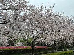 -武汉大学-樱园