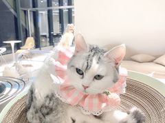 -怪兽屋·羊驼·猫咖·狗咖(俊华广场店)