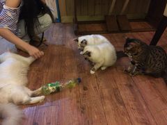 猫色咖啡-猫色咖啡·猫咖