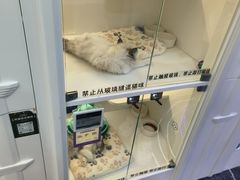 -小猫来了·猫舍(红山六九七九店)
