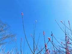 -鹅湖玫瑰文化园