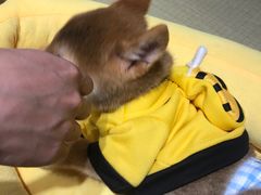 -逗柴咖啡屋·狗咖猫咖宠物桌游