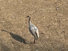 -北京麋鹿生态实验中心