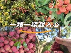 -麒麟山荔枝园
