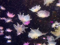 -太平洋海底世界