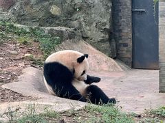 -都江堰中华大熊猫苑