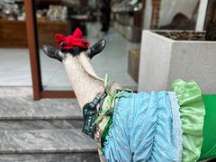 -普吉镇