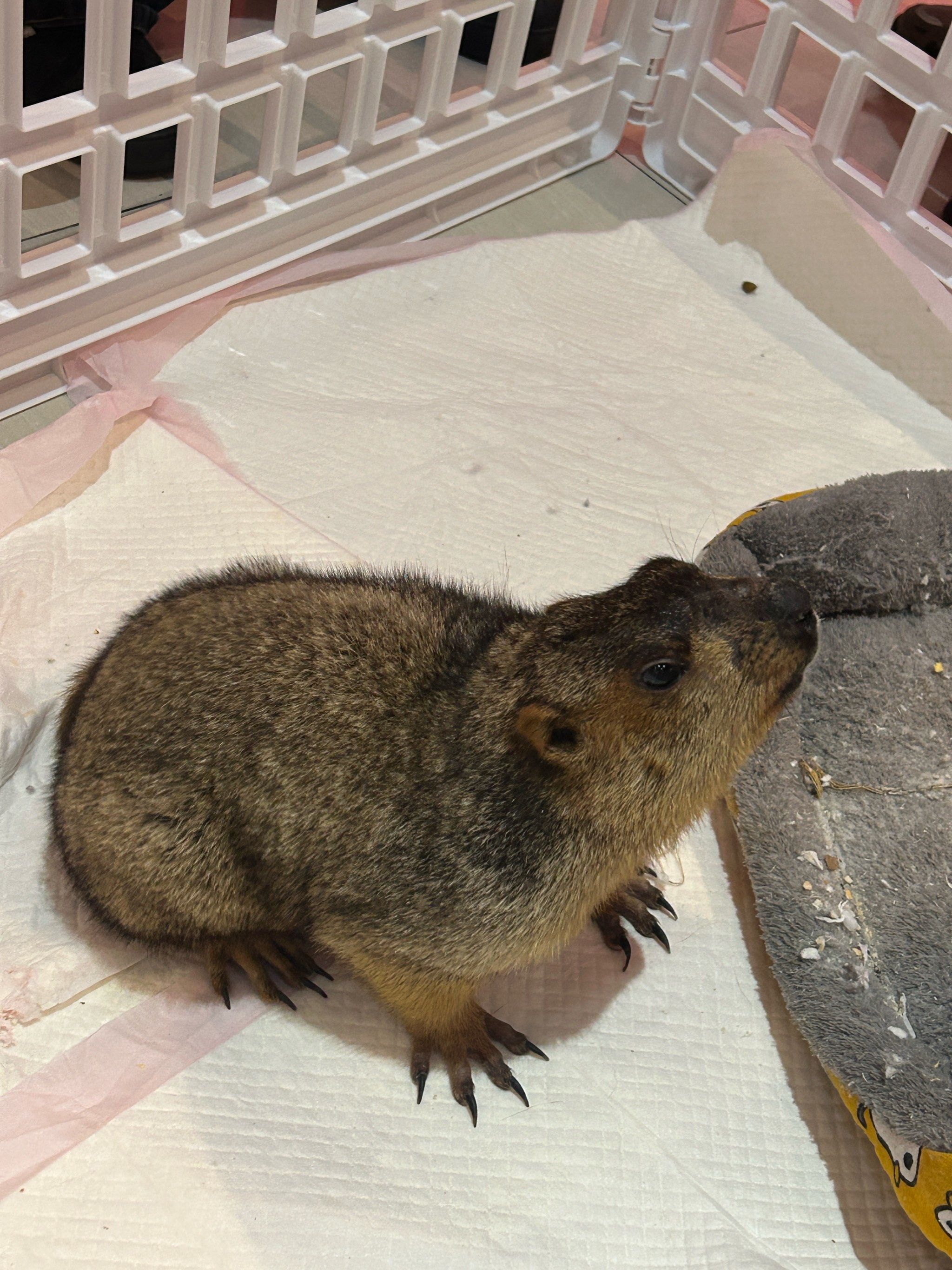 快来快来‼️萝岗万达惊现土拨鼠🐭‼️