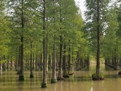 -泗洪洪泽湖湿地景区