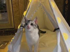 -猫大福·Fortune Cat猫舍(百子湾店)