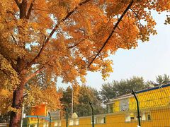 -三里屯东五街银杏大道