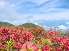 -大围山国家森林公园