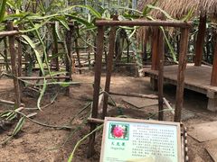 -上海都市菜园