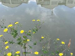 -花溪风景区