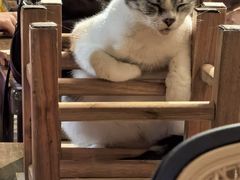-猫猫幼稚园·撸猫·桌游·电玩