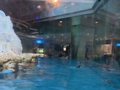 -帝企鹅自助餐厅•儿童岛•真企鹅(长隆企鹅酒店)