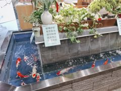 -洞庭家宴·头牌甲鱼(广渠门店)