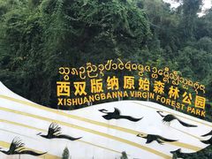 -西双版纳原始森林公园