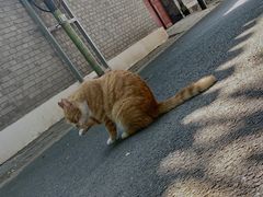 -北京市东四九条小学