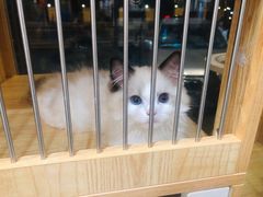 -1013 PET SHOP精品宠物商店(丁香店)