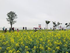 -野狸岛