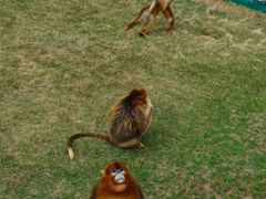 -西霞口神雕山野生动物世界