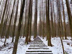-武陵山森林公园