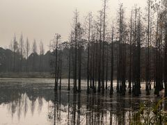 -白鹭湾湿地公园