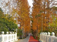 -上海长兴岛郊野公园