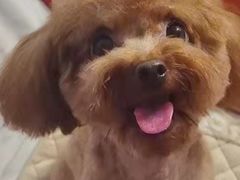 -安安宠医宠物医院·异宠·犬猫内科(岳阳分院)