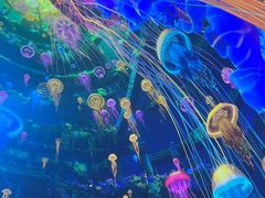 -海合安成都极地海洋公园